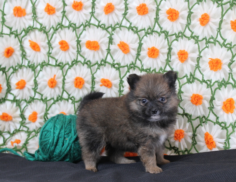 puppy, for, sale, Pomeranian, Matthew B. Stoltzfus, dog, breeder, Gap, PA, dog-breeder, puppy-for-sale, forsale, nearby, find, puppyfind, locator, puppylocator, aca